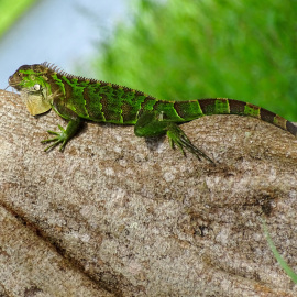 20171114-140549-DSC-HX400V-_-135.23-mm-_-1-250-Sek.-bei-f-56-_-ISO-125