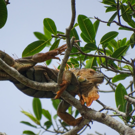 20171115-083623-DSC-HX400V-_-215-mm-_-1-500-Sek.-bei-f-63-_-ISO-80