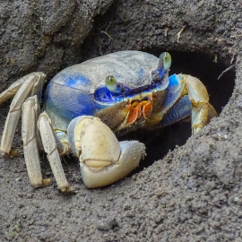 20171115-142959-DSC-HX400V-_-104.77-mm-_-1-60-Sek.-bei-f-56-_-ISO-800