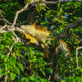 20171118-062722-DSC-HX400V-_-215-mm-_-1-250-Sek.-bei-f-63-_-ISO-125
