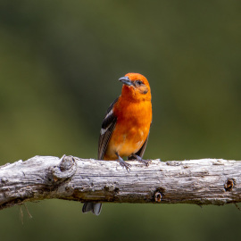 20201114-125542-Canon-EOS-M6-Mark-II-_-483-mm-_-1-800-Sek.-bei-f-63-_-ISO-200