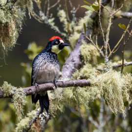 20201114-125651-Canon-EOS-M6-Mark-II-_-400-mm-_-1-800-Sek.-bei-f-63-_-ISO-200