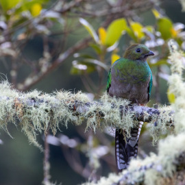 20201115-062859-Canon-EOS-M6-Mark-II-_-600-mm-_-1-30-Sek.-bei-f-71-_-ISO-800