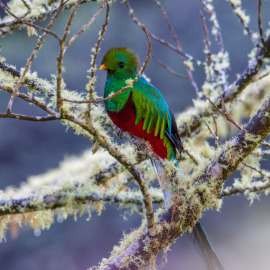 20201115-064719-Canon-EOS-M6-Mark-II-_-400-mm-_-1-80-Sek.-bei-f-63-_-ISO-800