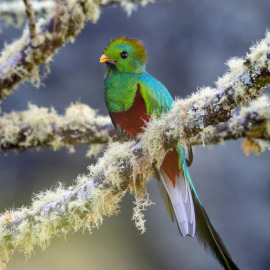 20201115-064737-Canon-EOS-M6-Mark-II-_-400-mm-_-1-60-Sek.-bei-f-63-_-ISO-800