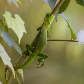 20201123-061323-Canon-EOS-M6-Mark-II-_-450-mm-_-1-4-Sek.-bei-f-63-_-ISO-160