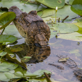 20201123-061744-Canon-EOS-M6-Mark-II-_-600-mm-_-1-30-Sek.-bei-f-63-_-ISO-160