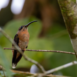 20201123-064218-Canon-EOS-M6-Mark-II-_-500-mm-_-1-13-Sek.-bei-f-63-_-ISO-160