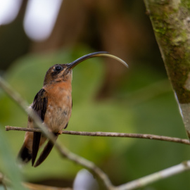 20201123-064253-Canon-EOS-M6-Mark-II-_-500-mm-_-1-15-Sek.-bei-f-63-_-ISO-160