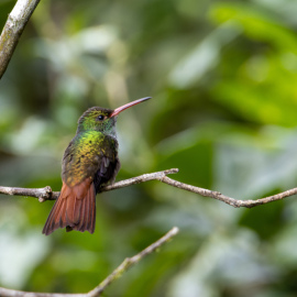 20201123-072931-Canon-EOS-M6-Mark-II-_-600-mm-_-1-15-Sek.-bei-f-63-_-ISO-160