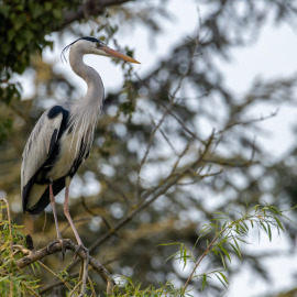 20210421-185835-Canon-EOS-R5-_-600-mm-_-1-640-Sek.-bei-f-80-_-ISO-1250