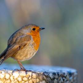 20210425-200125-Canon-EOS-R5-_-200-mm-_-1-200-Sek.-bei-f-28-_-ISO-250