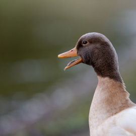 20210425-203130-Canon-EOS-R5-_-187-mm-_-1-250-Sek.-bei-f-32-_-ISO-1250