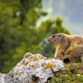 20210621-162217-Canon-EOS-R5-_-240-mm-_-1-320-Sek.-bei-f-80-_-ISO-500