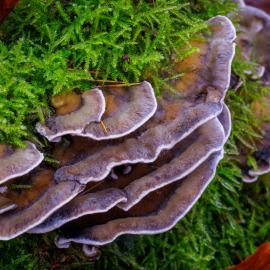 20220104-105545-Canon-EOS-R5-_-100-mm-_-32-Sek.-bei-f-16-_-ISO-100