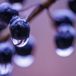 20220104-111154-Canon-EOS-R5-_-100-mm-_-1-160-Sek.-bei-f-40-_-ISO-3200