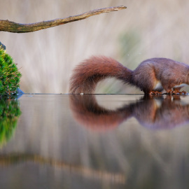 20220205-091316-Canon-EOS-R5-_-375-mm-_-1-250-Sek.-bei-f-56-_-ISO-2000