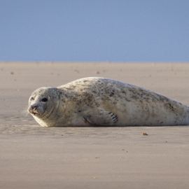 20220207-095252-Canon-EOS-R5-_-600-mm-_-1-250-Sek.-bei-f-63-_-ISO-100