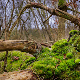 20220208-122006-Canon-EOS-R5-_-47-mm-_-1-30-Sek.-bei-f-63-_-ISO-250