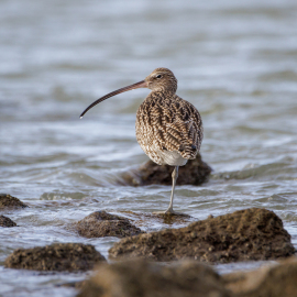 20220210-131820-Canon-EOS-R5-_-600-mm-_-1-1000-Sek.-bei-f-63-_-ISO-500