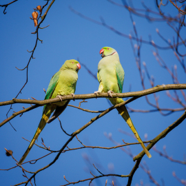 20220304-162651-Canon-EOS-R5-_-800-mm-_-1-640-Sek.-bei-f-11-_-ISO-640