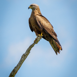 20220512-100651-Canon-EOS-R5-_-240-mm-_-1-1250-Sek.-bei-f-63-_-ISO-200