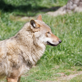 20220512-105159-Canon-EOS-R5-_-240-mm-_-1-250-Sek.-bei-f-63-_-ISO-100