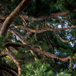 20220613-180335-Canon-EOS-R5-_-123-mm-_-1-160-Sek.-bei-f-71-_-ISO-400