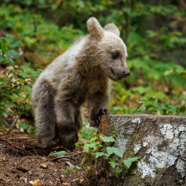 20220724-180239-Canon-EOS-R5-_-363-mm-_-1-250-Sek.-bei-f-63-_-ISO-2500