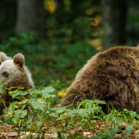 20220724-180546-Canon-EOS-R5-_-500-mm-_-1-250-Sek.-bei-f-71-_-ISO-2500