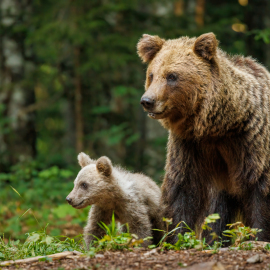 20220724-180913-Canon-EOS-R5-_-500-mm-_-1-250-Sek.-bei-f-71-_-ISO-2500