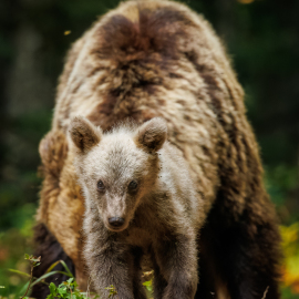 20220724-180927-Canon-EOS-R5-_-500-mm-_-1-250-Sek.-bei-f-71-_-ISO-2500