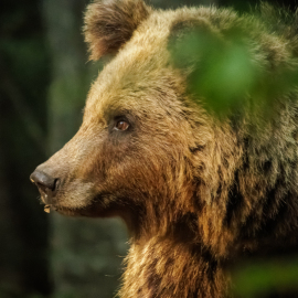 20220724-181150-Canon-EOS-R7-_-800-mm-_-1-800-Sek.-bei-f-11-_-ISO-12800