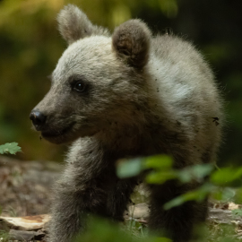 20220724-181459-Canon-EOS-R7-_-800-mm-_-1-800-Sek.-bei-f-11-_-ISO-12800