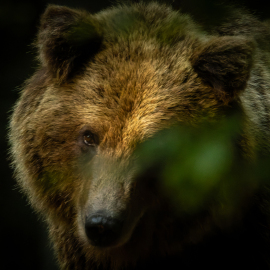 20220724-182102-Canon-EOS-R7-_-800-mm-_-1-800-Sek.-bei-f-11-_-ISO-12800