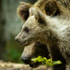 20220724-182129-Canon-EOS-R7-_-800-mm-_-1-800-Sek.-bei-f-11-_-ISO-10000