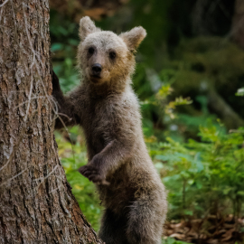 20220724-183510-Canon-EOS-R5-_-500-mm-_-1-250-Sek.-bei-f-71-_-ISO-6400