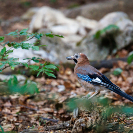 20220725-153213-Canon-EOS-R5-_-500-mm-_-1-400-Sek.-bei-f-71-_-ISO-2000