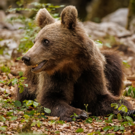 20220725-175947-Canon-EOS-R5-_-428-mm-_-1-320-Sek.-bei-f-63-_-ISO-10000