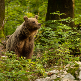 20220727-181552-Canon-EOS-R5-_-200-mm-_-1-200-Sek.-bei-f-28-_-ISO-250