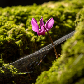 20220728-151315-Canon-EOS-R7-_-150-mm-_-1-125-Sek.-bei-f-63-_-ISO-100