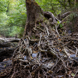 20220903-143434-Canon-EOS-R5-_-70-mm-_-1-80-Sek.-bei-f-80-_-ISO-1600