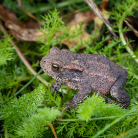 20220910-101914-Canon-EOS-R7-_-150-mm-_-1-160-Sek.-bei-f-80-_-ISO-1600