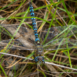 20220910-103946-Canon-EOS-R7-_-100-mm-_-1-160-Sek.-bei-f-63-_-ISO-100