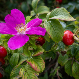 20220910-151757-Canon-EOS-R7-_-18-mm-_-1-250-Sek.-bei-f-35-_-ISO-100