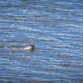 20220911-105743-Canon-EOS-R7-_-150-mm-_-1-1250-Sek.-bei-f-63-_-ISO-250