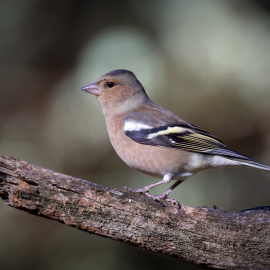 20220917-101521-Canon-EOS-R7-_-500-mm-_-1-400-Sek.-bei-f-71-_-ISO-800