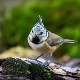 20220917-105422-Canon-EOS-R7-_-500-mm-_-1-400-Sek.-bei-f-71-_-ISO-3200