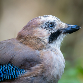 20220917-135902-Canon-EOS-R7-_-500-mm-_-1-400-Sek.-bei-f-71-_-ISO-1000