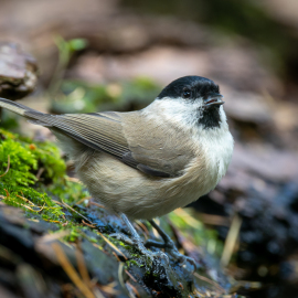 20220917-135947-Canon-EOS-R7-_-500-mm-_-1-400-Sek.-bei-f-71-_-ISO-1250